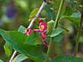 Lonicera tatarica Arnold Red IMG_6815 Wiciokrzew tatarski